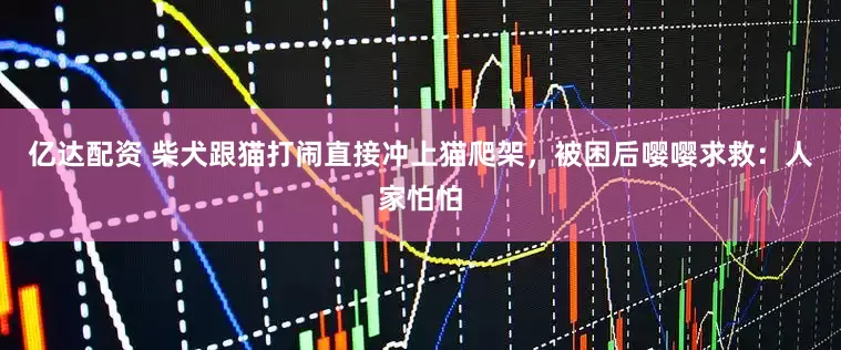 亿达配资 柴犬跟猫打闹直接冲上猫爬架，被困后嘤嘤求救：人家怕怕